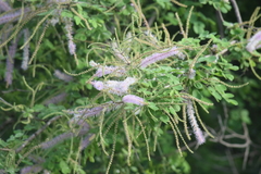 Mimosa spirocarpa
