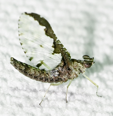 Callibaetis ferrugineus ferrugineus