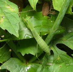 Musoniella