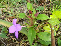 Barleria involucrata