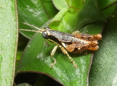Eujivarus meridionalis