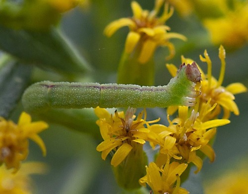 Blackberry Looper Moth