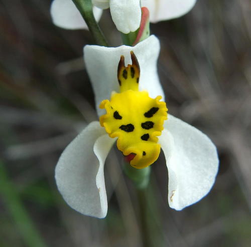 Disa flexuosa · BioDiversity4All