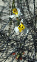Disa flexuosa
