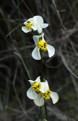 Disa flexuosa