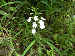 Habenaria plantaginea