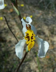 Disa flexuosa