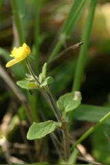 Hemimeris gracilis