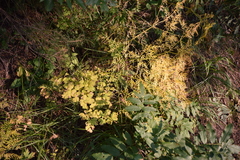 Cymopterus terebinthinus