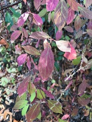 Cornus glabrata