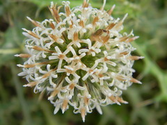 Echinops echinatus