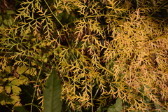 Cymopterus terebinthinus