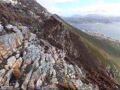 Cyrtanthus ventricosus