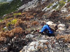 Cyrtanthus ventricosus