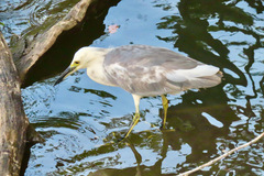 Egretta caerulea × thula