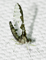 Callibaetis ferrugineus ferrugineus