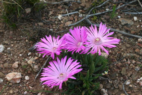 Mesembryanthemum bellidiflorum L. 3