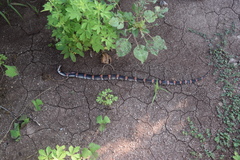 Rhinocheilus antonii