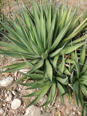 Agave gracilipes