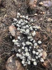 Helichrysum cerastioides
