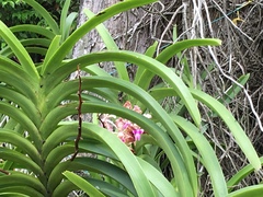 Vanda tricolor