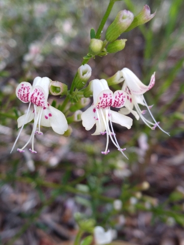 Image of Dicerandra frutescens by (c) Scott Ward, some rights reserved (CC BY)