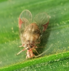 Amphipsocidae