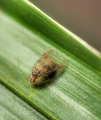 Amphipsocidae