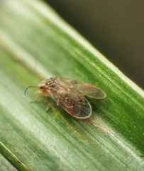 Amphipsocidae