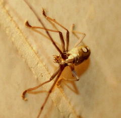 Olenecamptus olenus