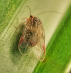 Amphipsocidae