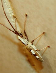 Olenecamptus olenus