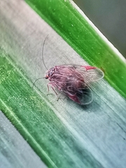Amphipsocidae
