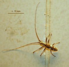 Olenecamptus olenus