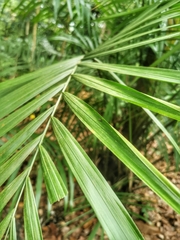 Amphipsocidae
