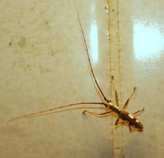 Olenecamptus olenus
