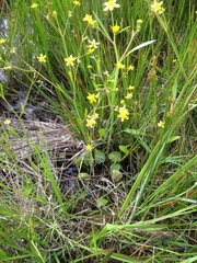 Ranunculus laxicaulis