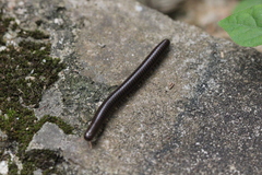 Anaulaciulus tonginus