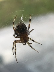 Neoscona orizabensis