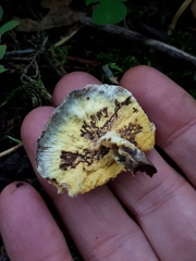 Hypomyces lateritius