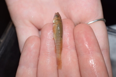 Fundulus kansae