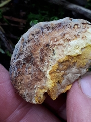 Hypomyces lateritius