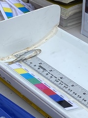 Notropis atherinoides