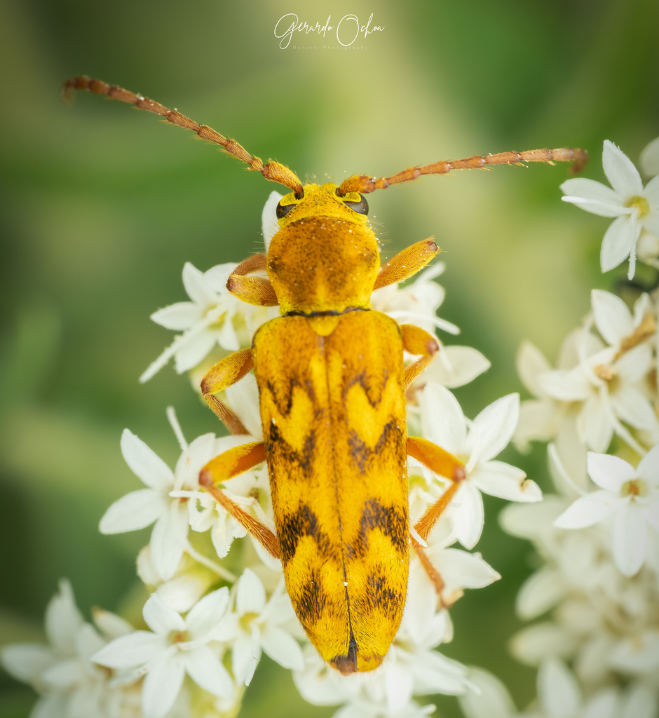 Ochraethes z-littera