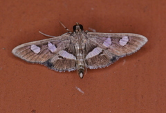 Desmia subdivisalis