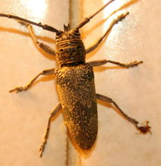 Prosopocera inermis