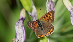 Lycaena phlaeas phlaeoides