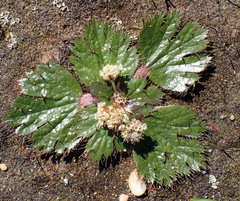 Arctopus monacanthus