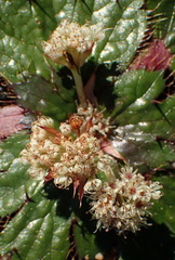 Arctopus monacanthus