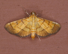 Orphanostigma haemorrhoidalis